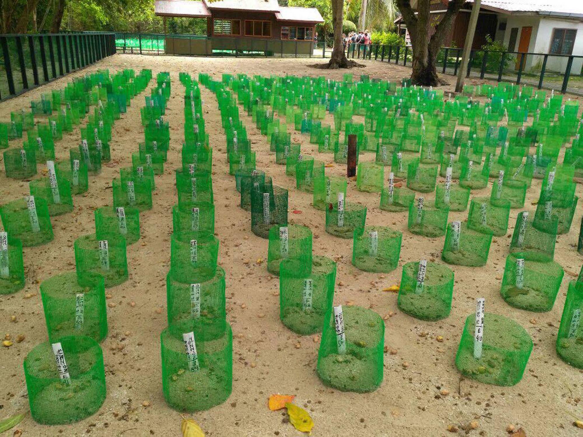 Selingan Turtle Island Hotel Sandakan Luaran gambar