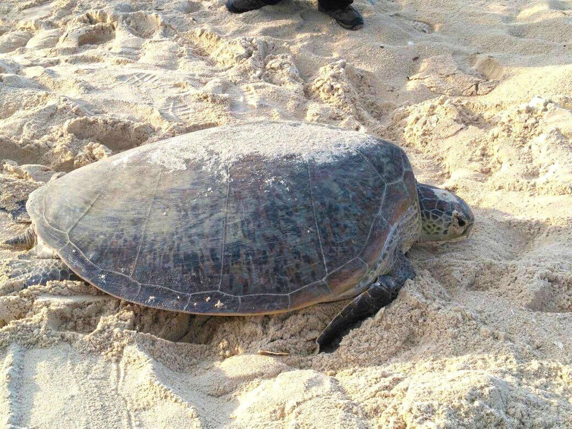 Selingan Turtle Island Hotel Sandakan Luaran gambar