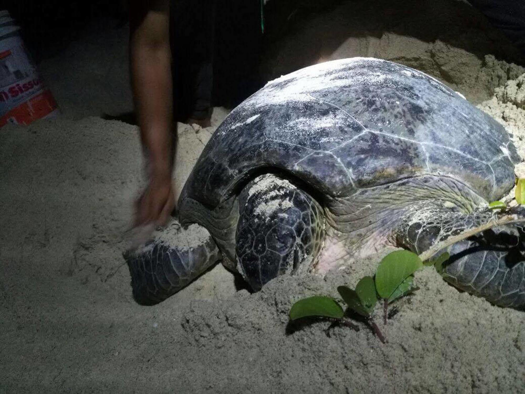 Selingan Turtle Island Hotel Sandakan Luaran gambar