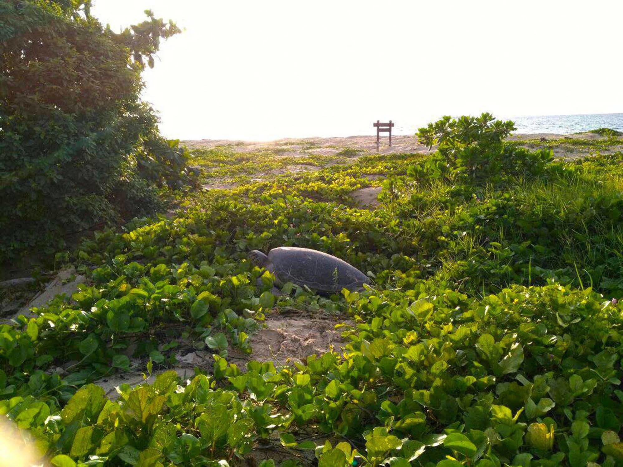 Selingan Turtle Island Hotel Sandakan Luaran gambar