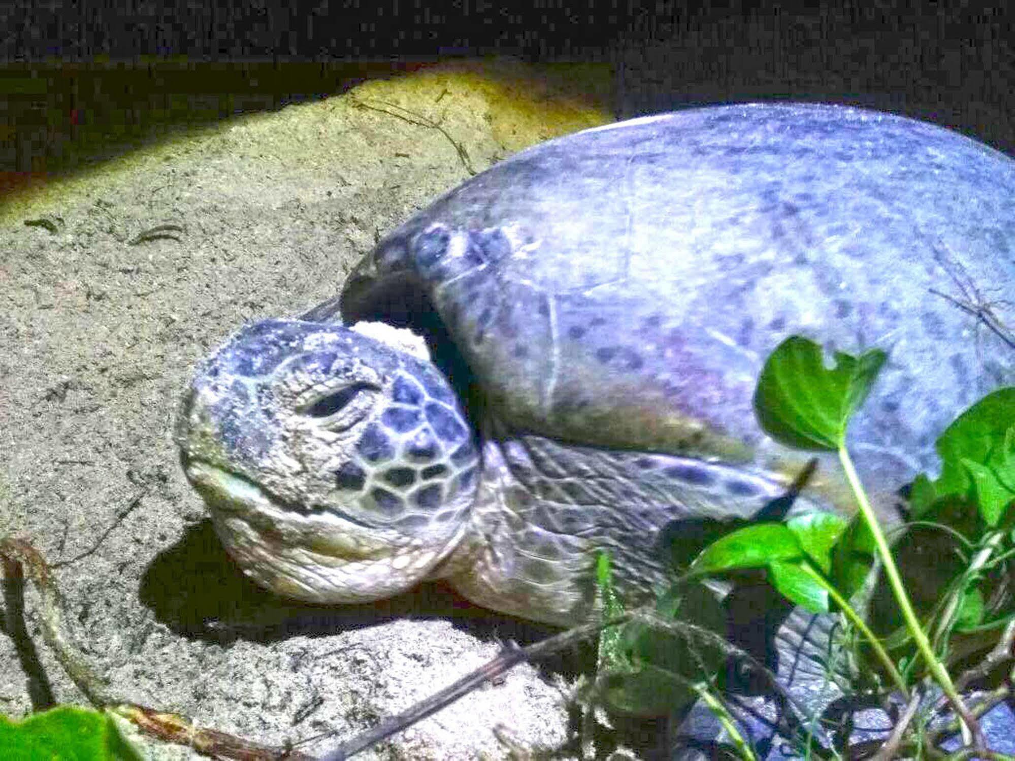 Selingan Turtle Island Hotel Sandakan Luaran gambar