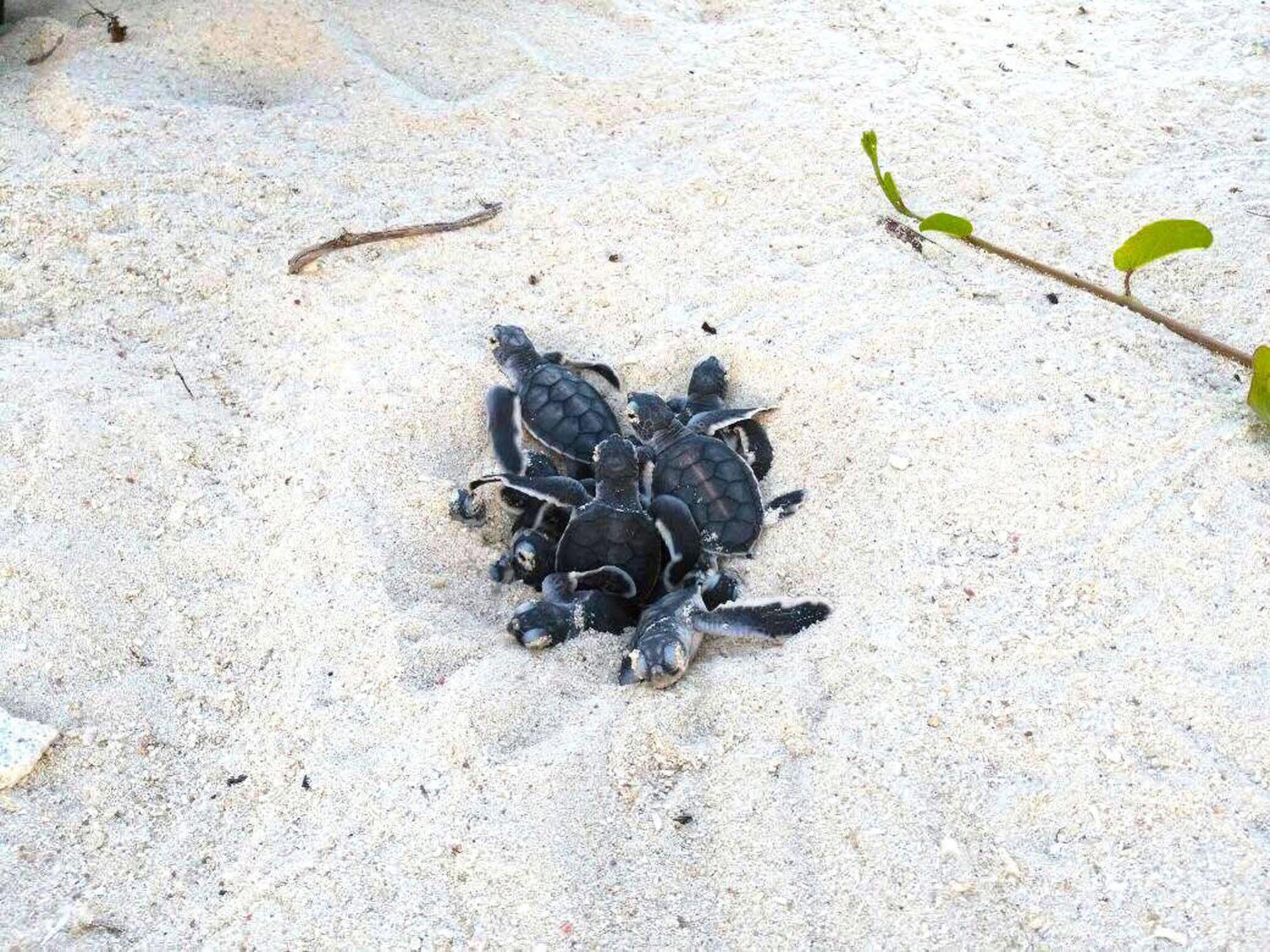 Selingan Turtle Island Hotel Sandakan Luaran gambar