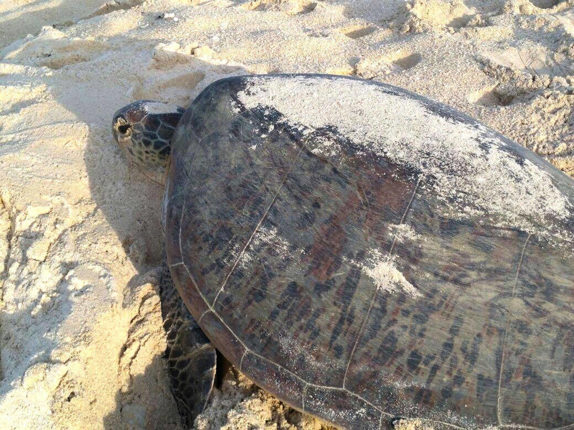 Selingan Turtle Island Hotel Sandakan Luaran gambar