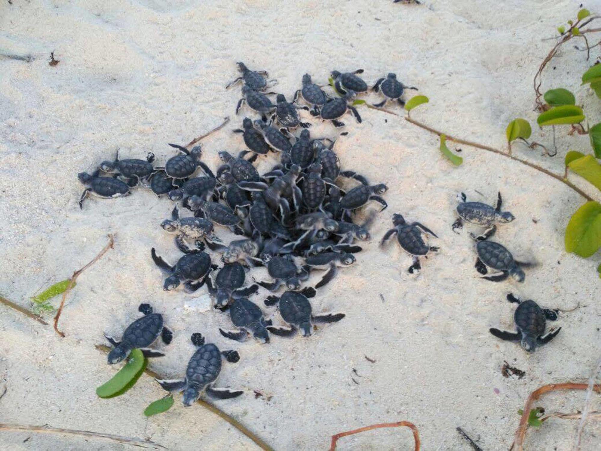 Selingan Turtle Island Hotel Sandakan Luaran gambar