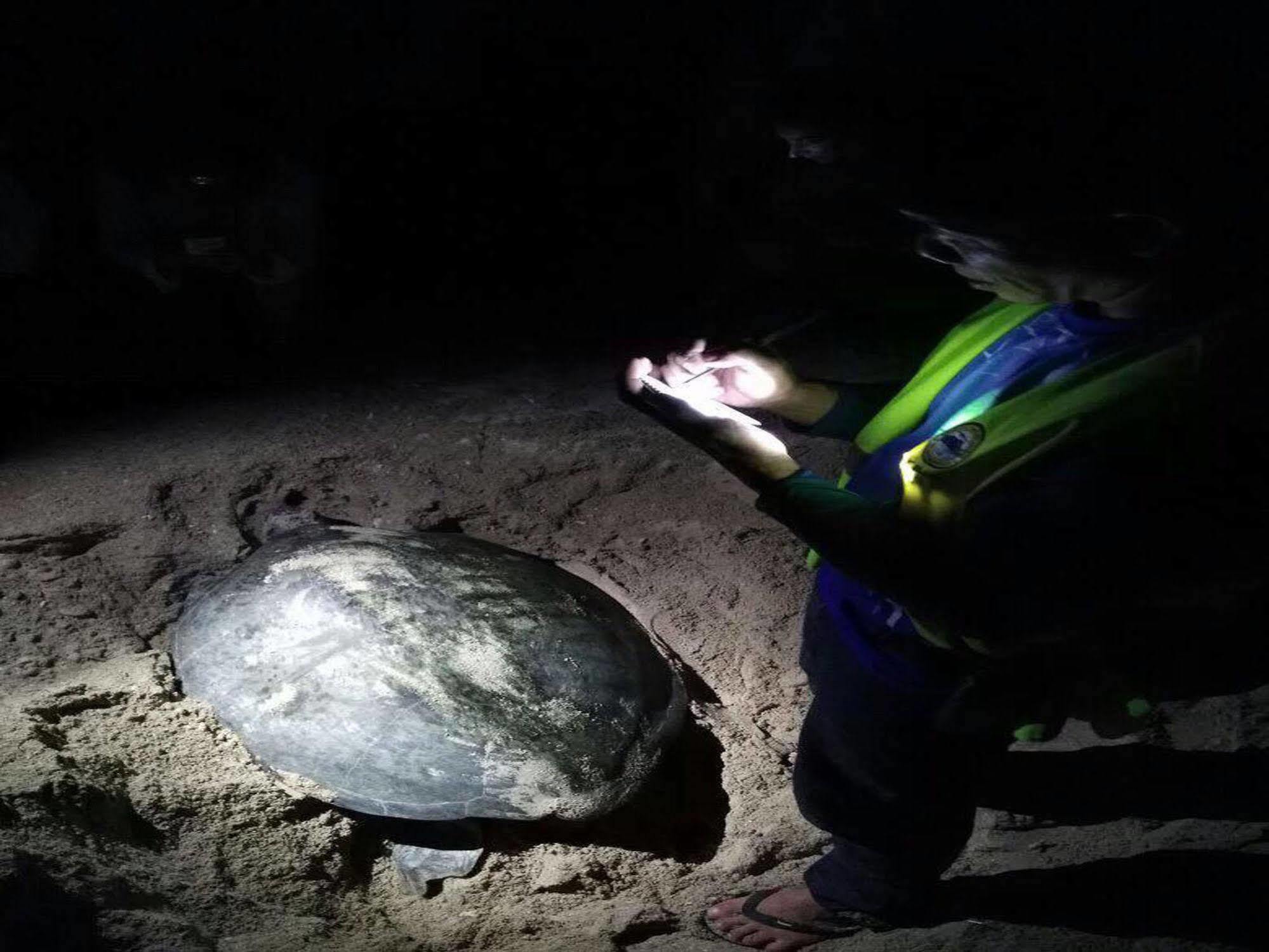 Selingan Turtle Island Hotel Sandakan Luaran gambar